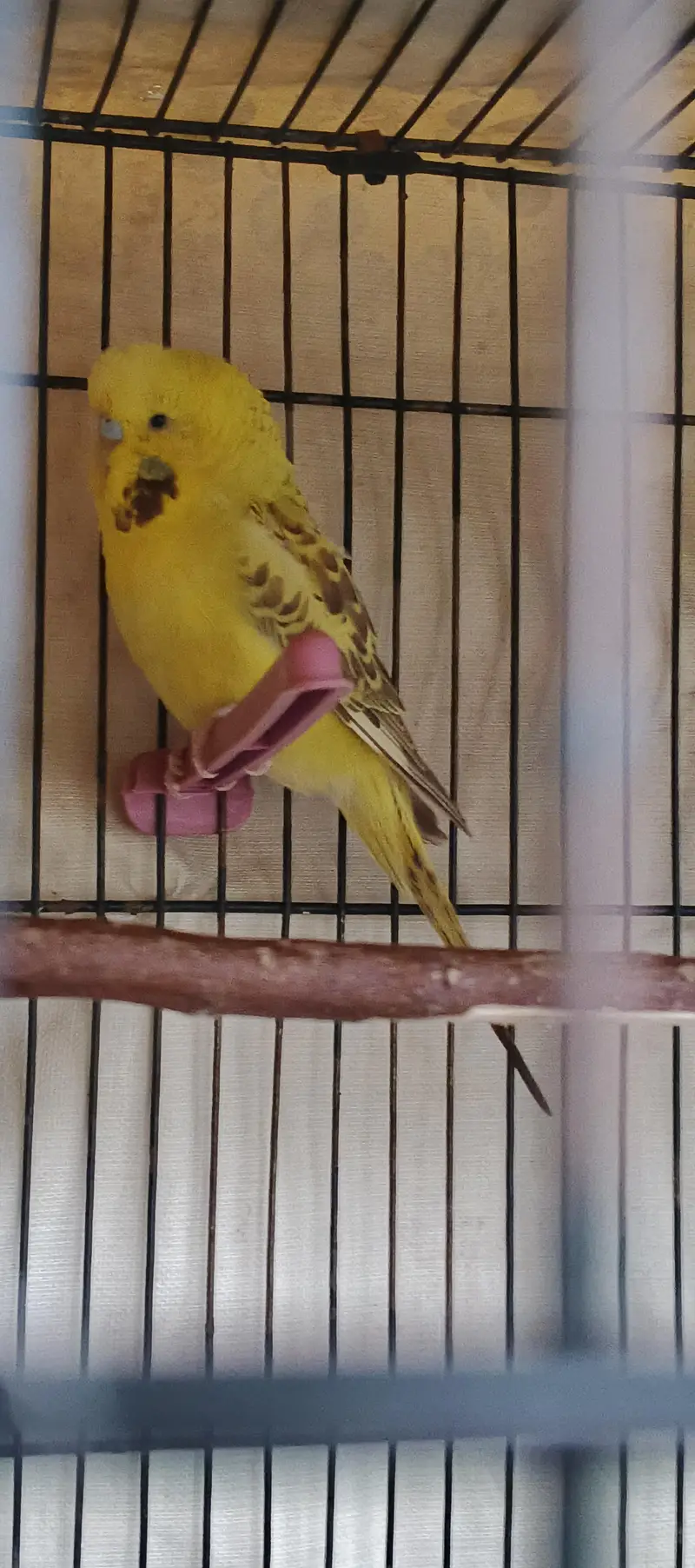 KingSized Exhibition Cross Male (Full Young) breeder — photo 4