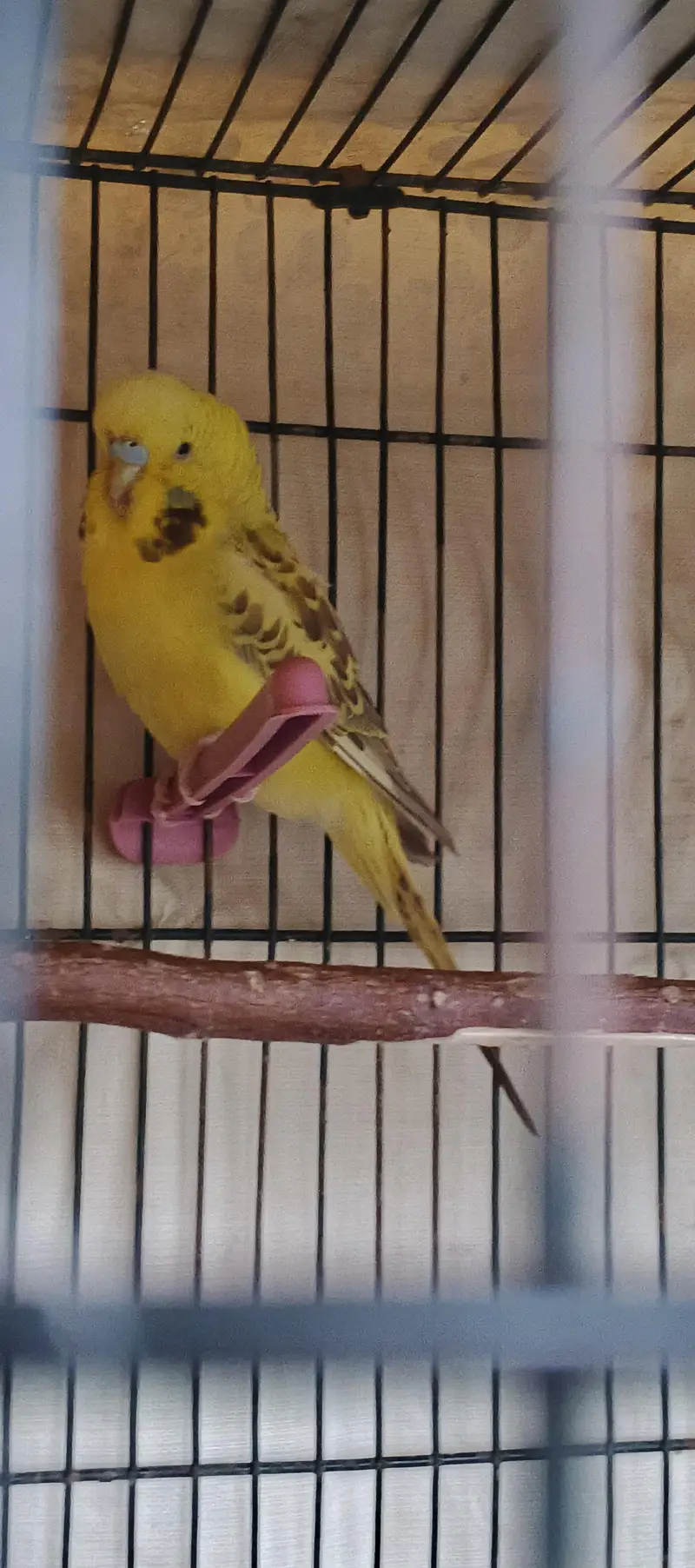 KingSized Exhibition Cross Male (Full Young) breeder — photo 5