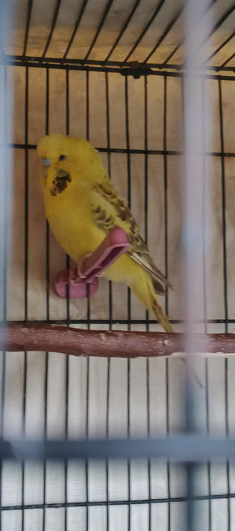 KingSized Exhibition Cross Male (Full Young) breeder — photo 6