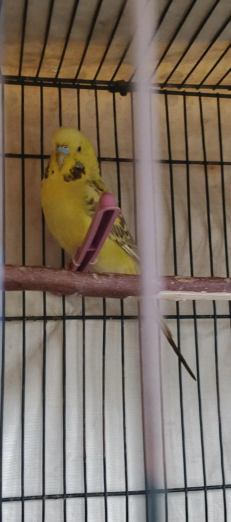 KingSized Exhibition Cross Male (Full Young) breeder — photo 7