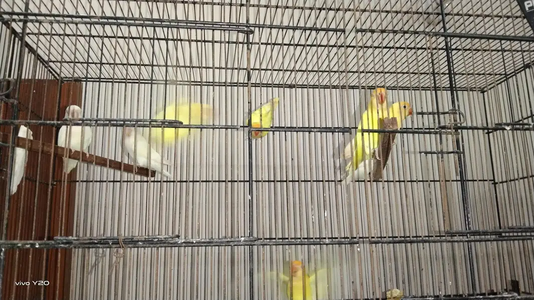 love bird ismein Alpine criminal aur iske alava blue pichhadi — photo 2