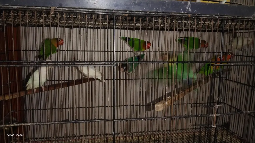 love bird ismein Alpine criminal aur iske alava blue pichhadi — photo 3