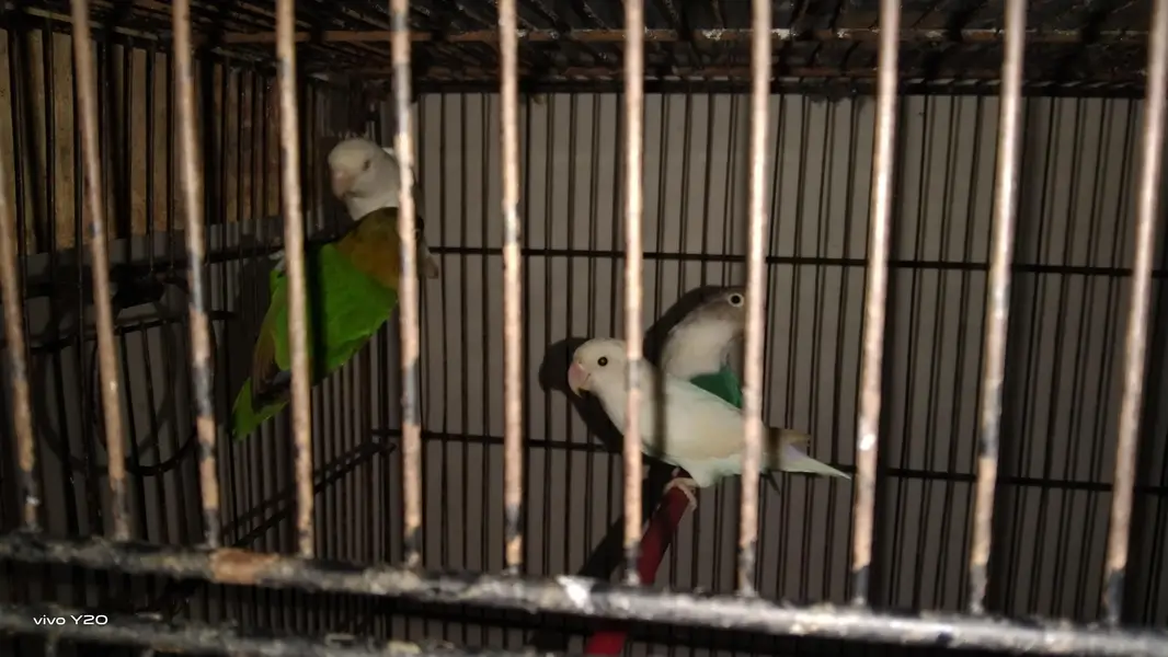 love bird ismein Alpine criminal aur iske alava blue pichhadi — photo 4
