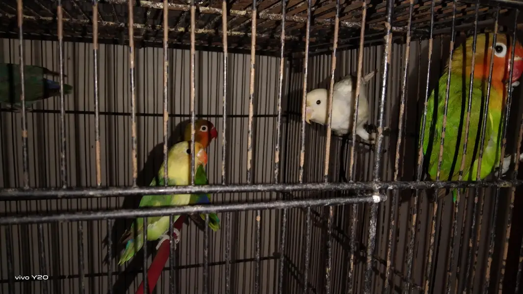 love bird ismein Alpine criminal aur iske alava blue pichhadi — photo 5