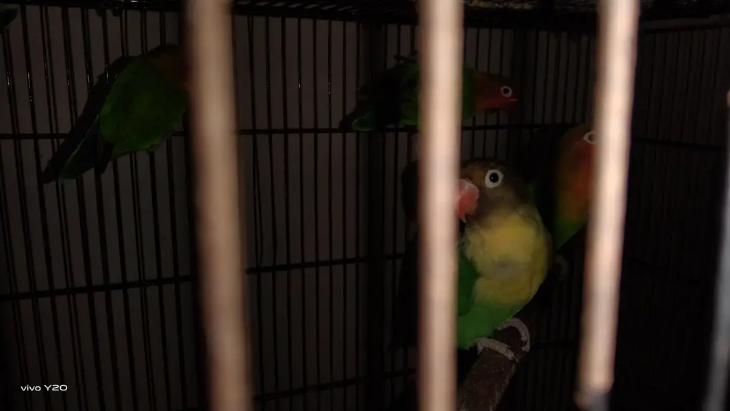 love bird ismein Alpine criminal aur iske alava blue pichhadi — photo 6