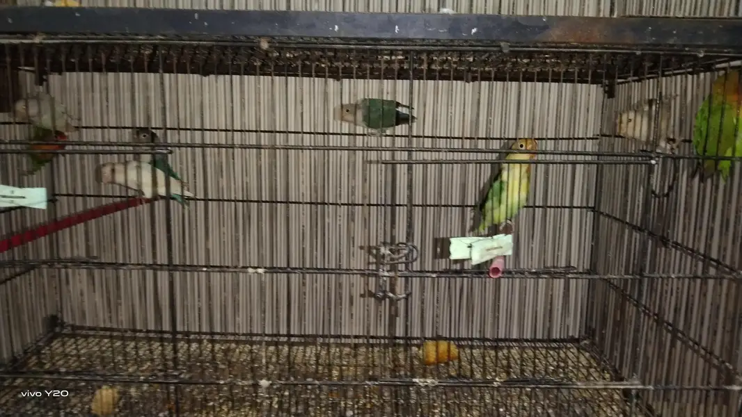love bird ismein Alpine criminal aur iske alava blue pichhadi — photo 7