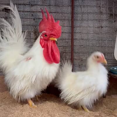 Silkie Bantam Hens Pair For Sale