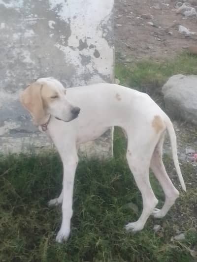 English pointer dog for sale