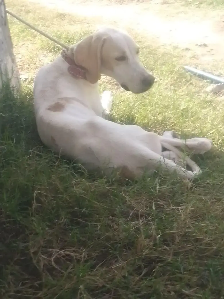 English pointer dog for sale — photo 2