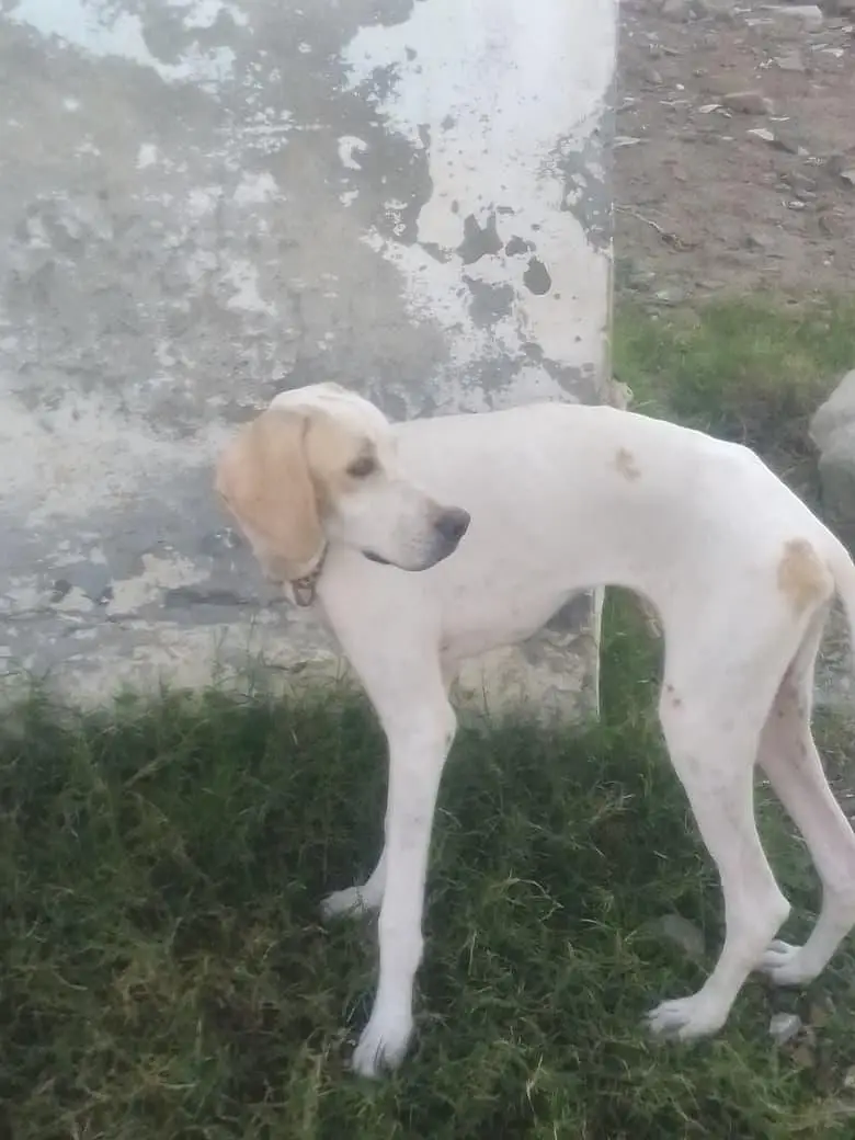 English pointer dog for sale — photo 3
