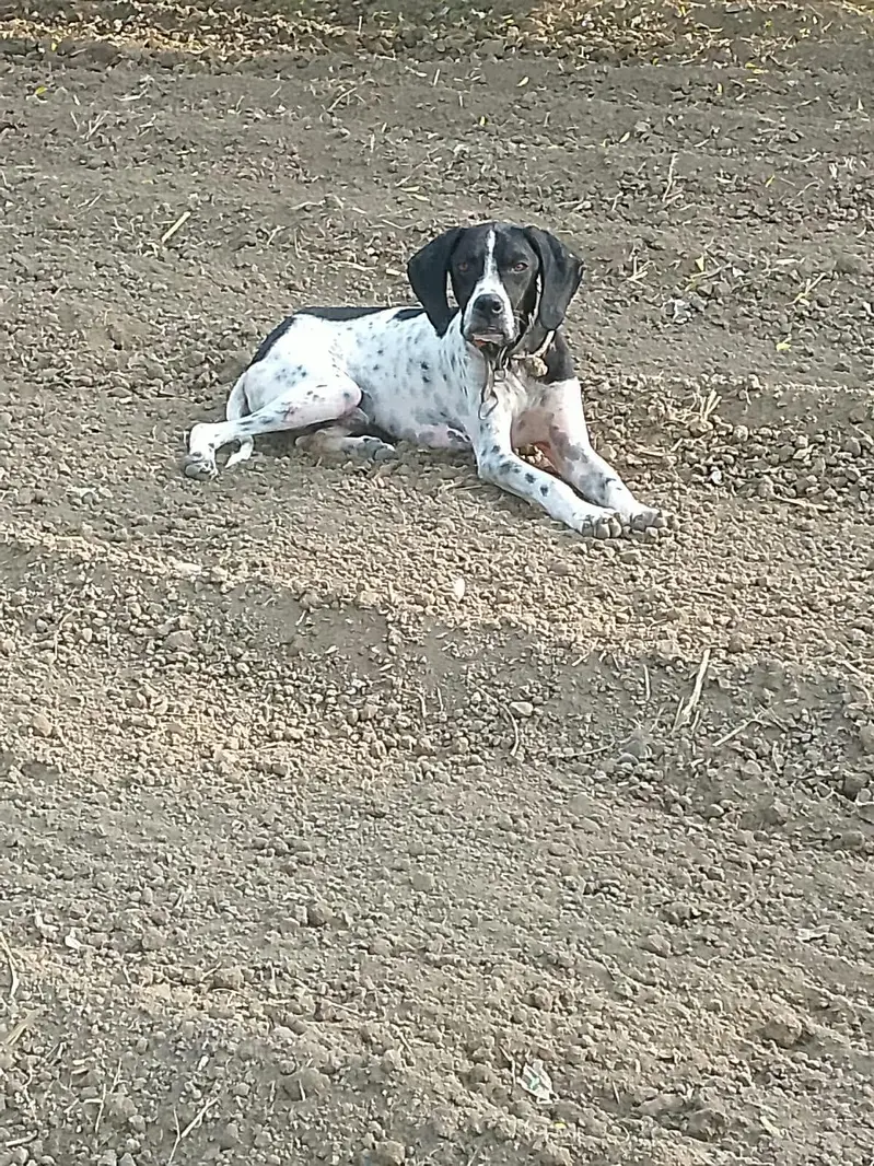 English pointer dog for sale — photo 4