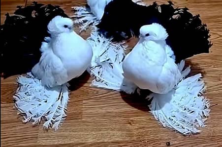 Indian Fantail Pigeon Pair For Sale