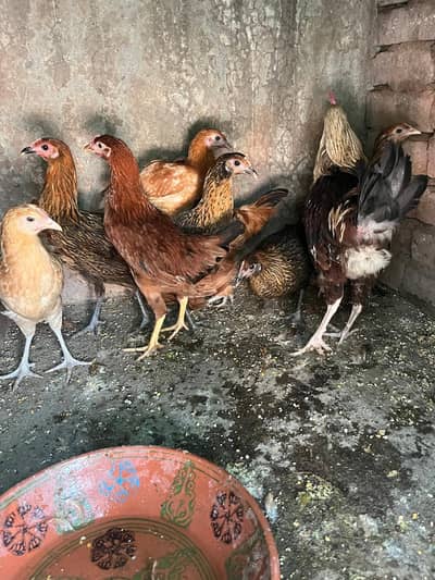 golden misri 850 garam wali pathi or 2 ando wali murghiya available
