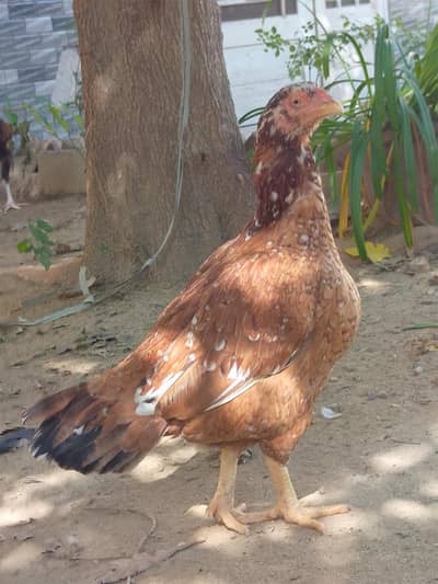 Aseel Hen