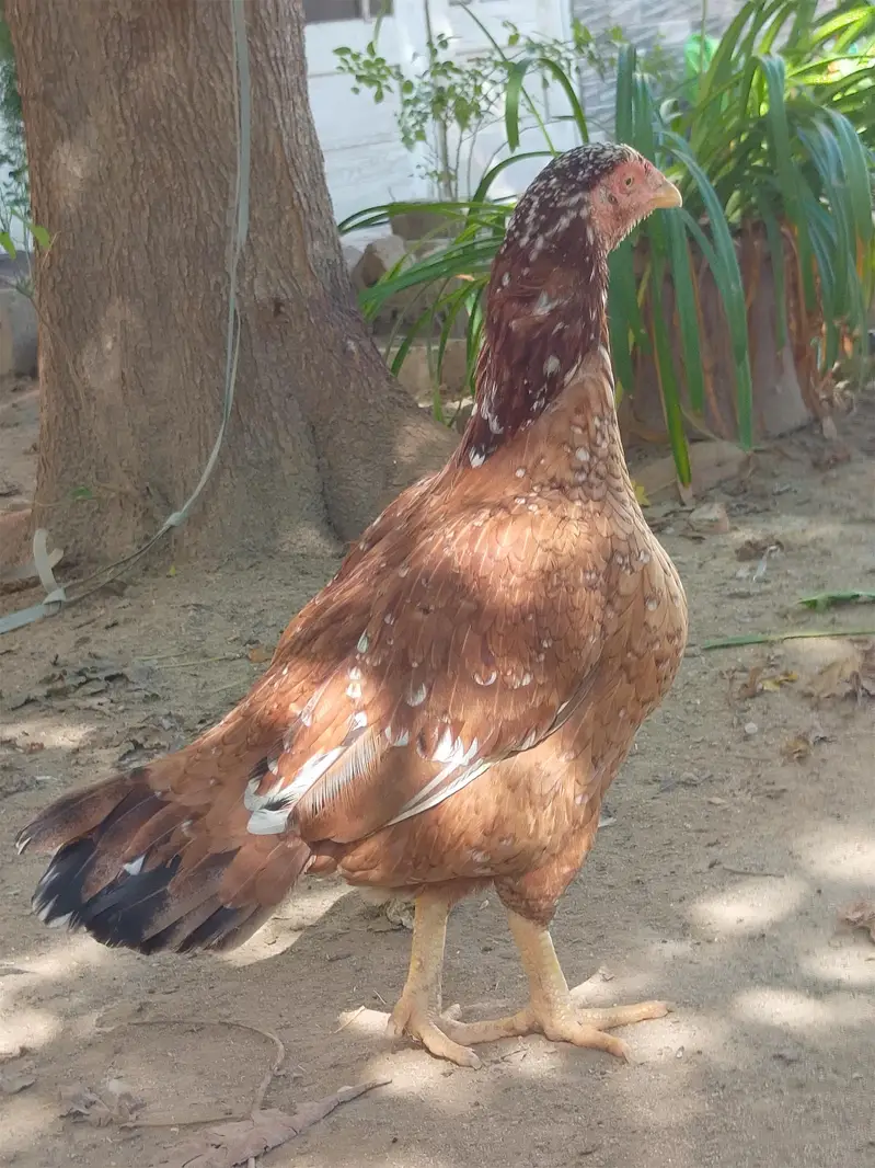 Aseel Hen — photo 2