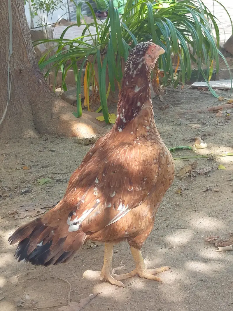 Aseel Hen — photo 3