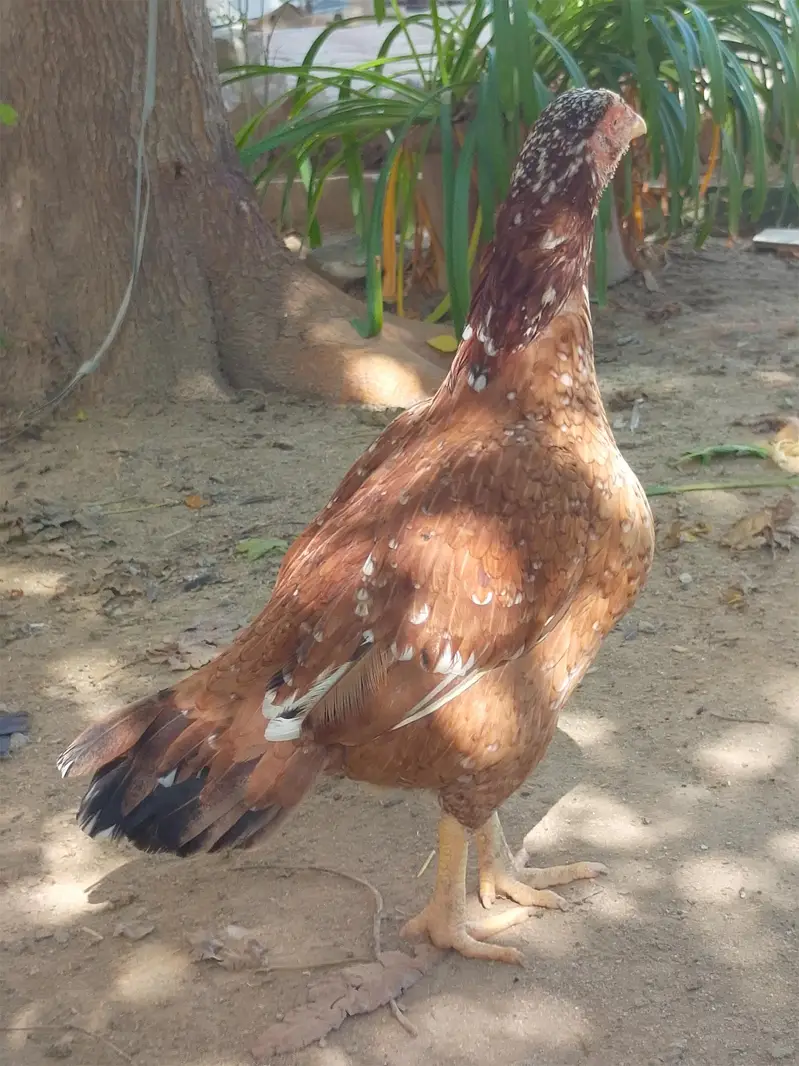 Aseel Hen — photo 4