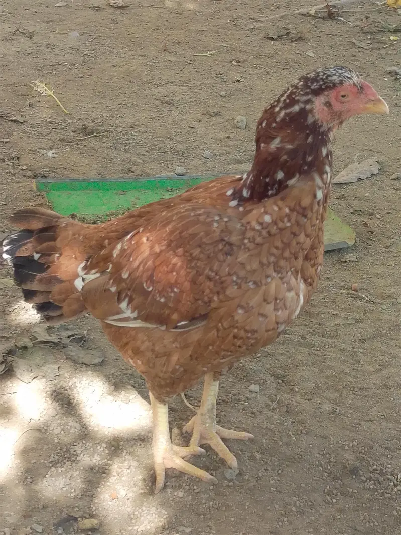 Aseel Hen — photo 5