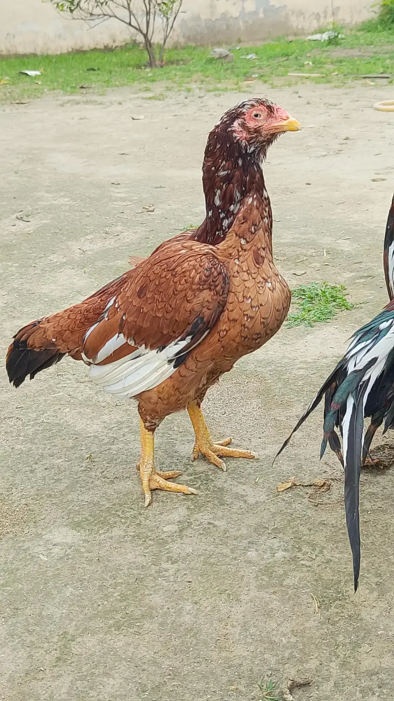Aseel Hen — photo 6