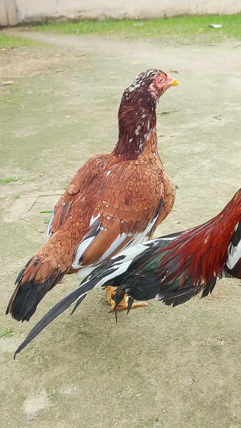 Aseel Hen — photo 7