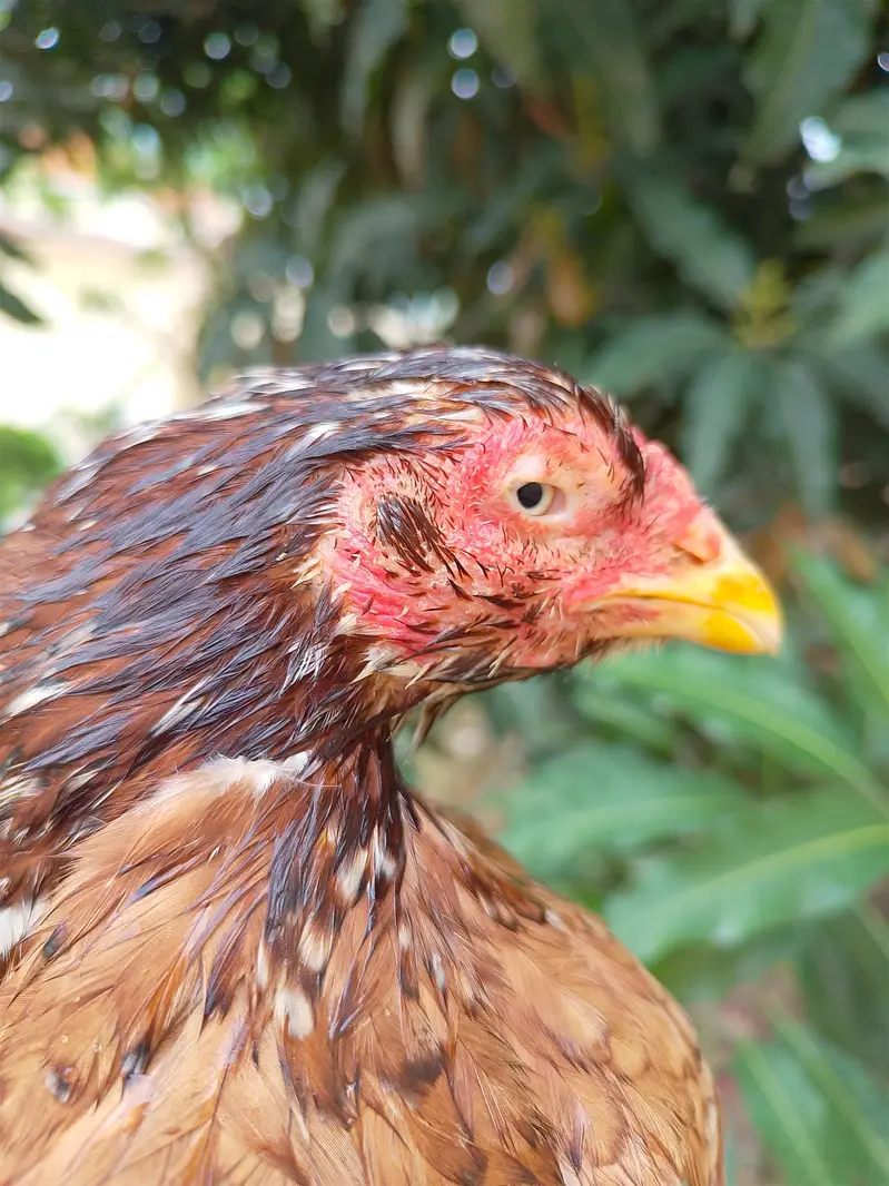 Aseel Hen — photo 8