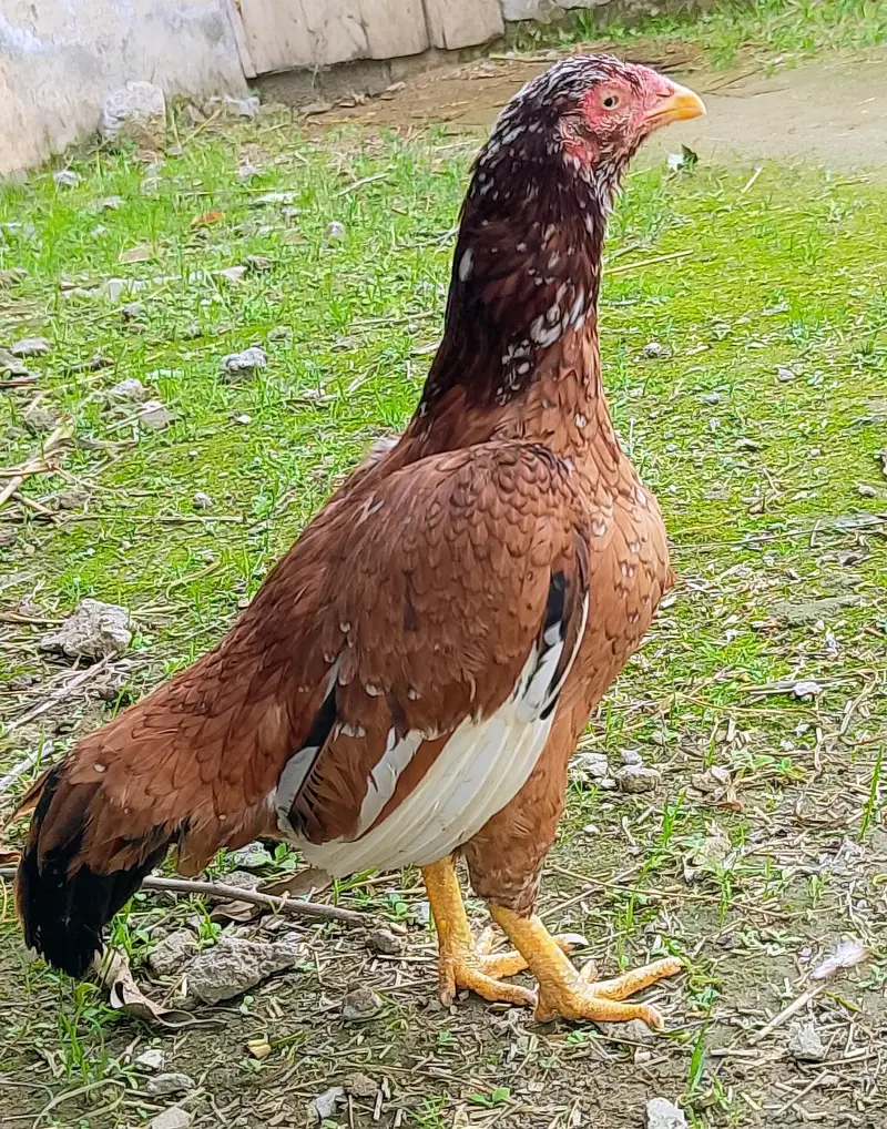 Aseel Hen — photo 9