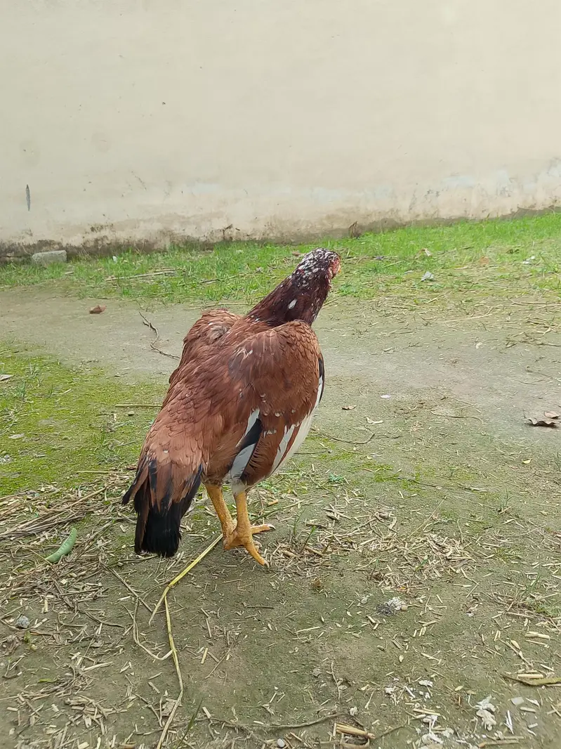 Aseel Hen — photo 10