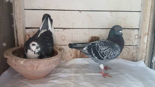 Breeder pair