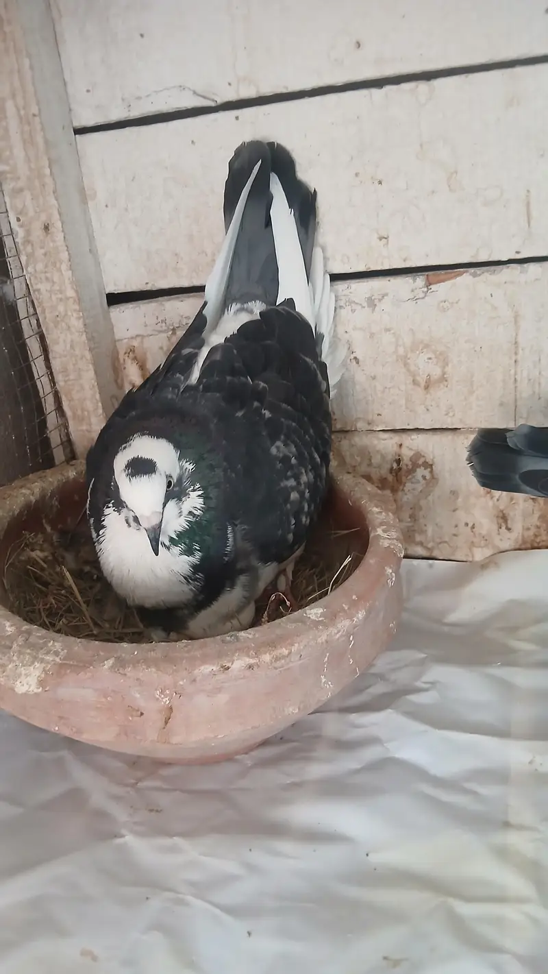 Breeder pair — photo 2