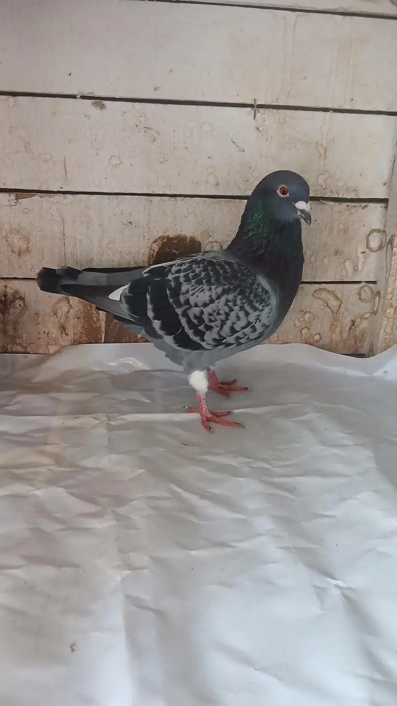 Breeder pair — photo 3