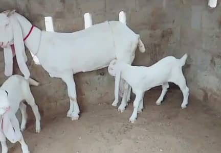 Gulabi Bakri  2 Bacchon ka Sath Urgent for sale = 03218617598