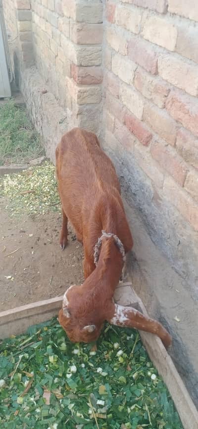 gootkhanewal
