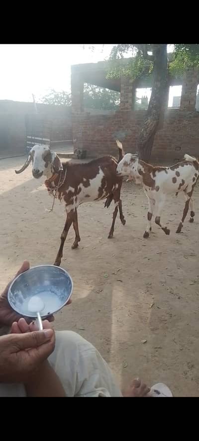 2.5 to 3 mAh k ghabban Bakri Sath bacha