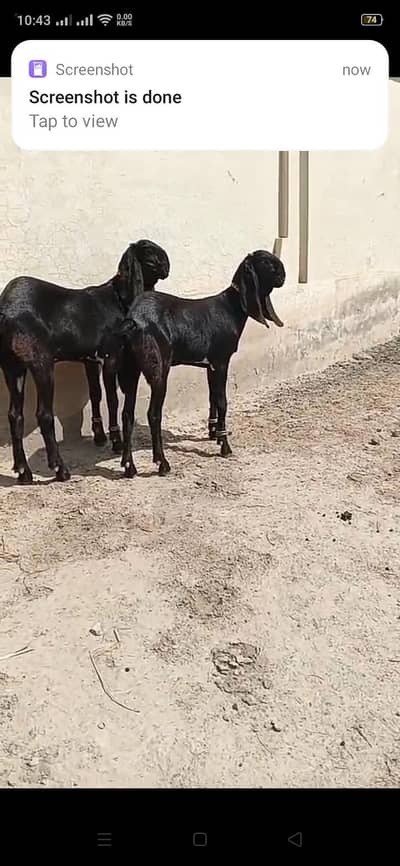 Pure Amritsari Beetal Female Pair Age 7.5 Months  Higher 32-34 inched.