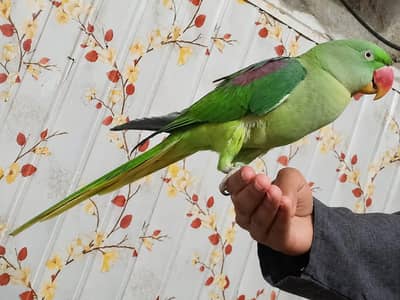 raw parrot female talking,handtame
