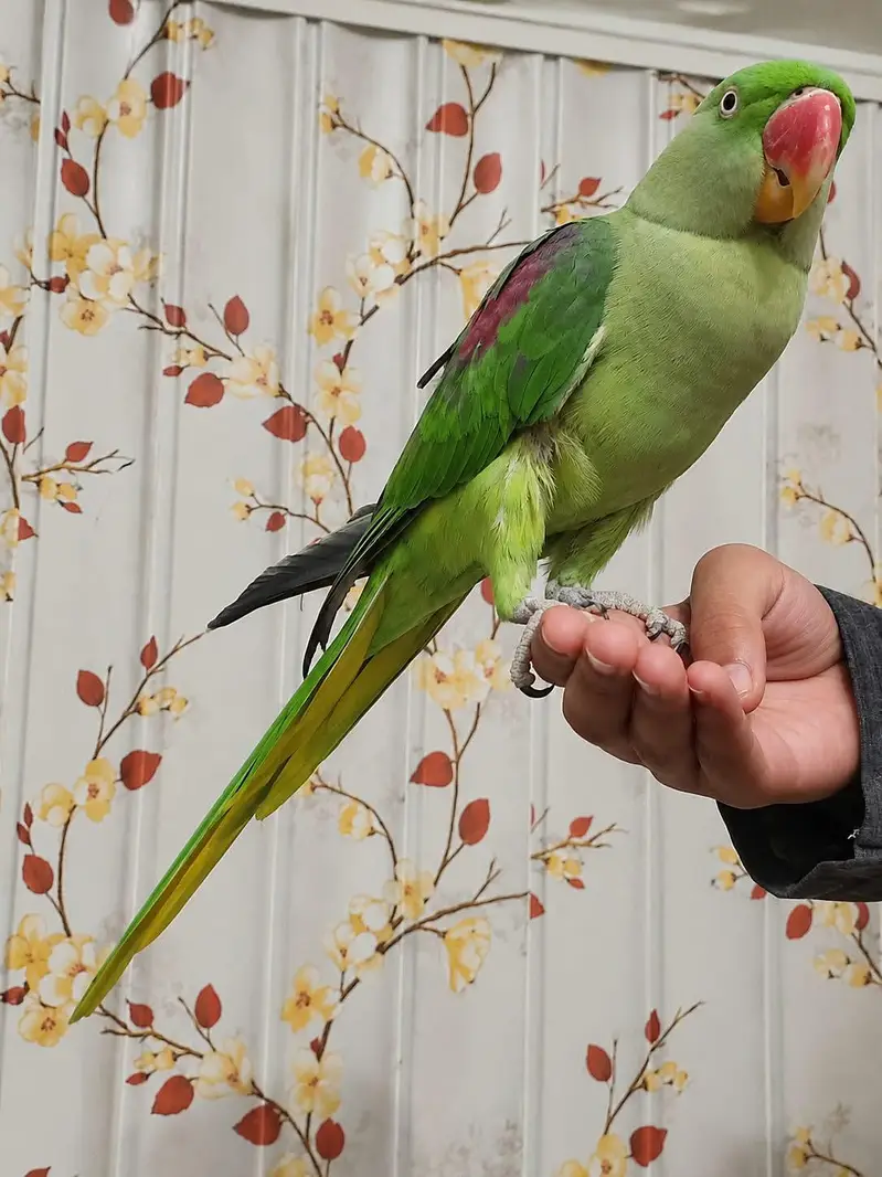 raw parrot female talking,handtame — photo 3