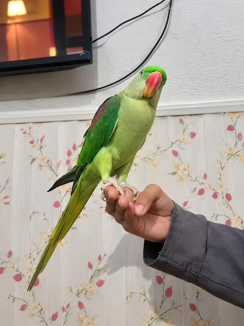 raw parrot female talking,handtame — photo 4