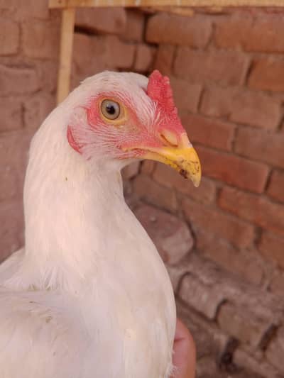 Heera males