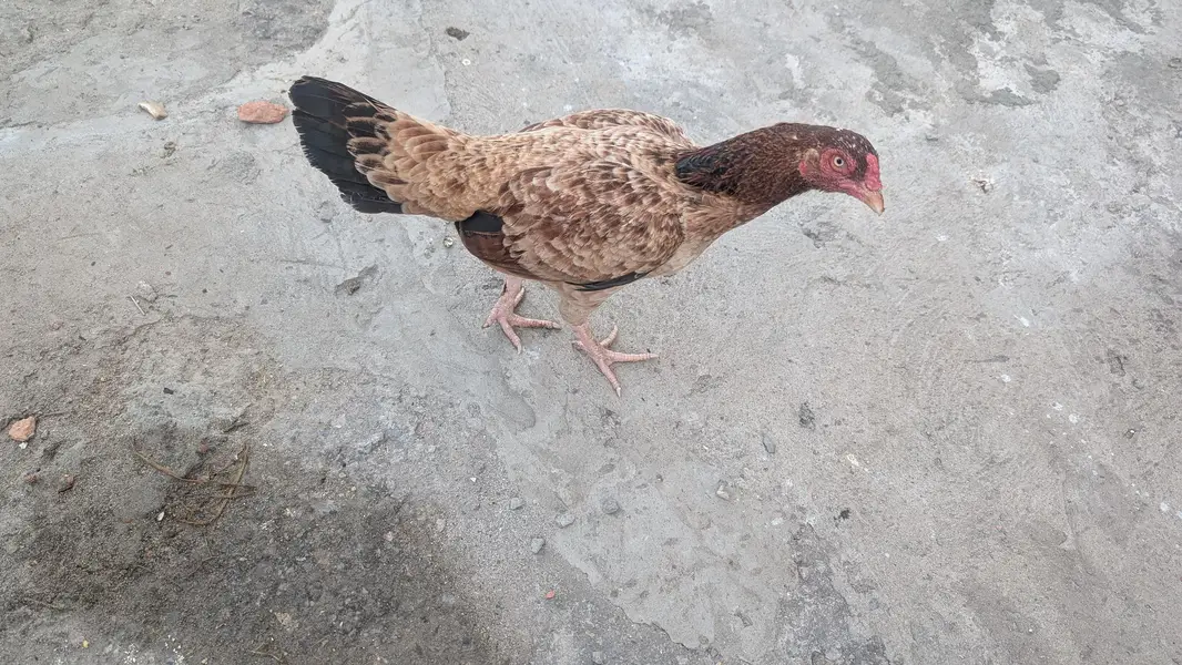 Aseel females and Thai pathi — photo 2