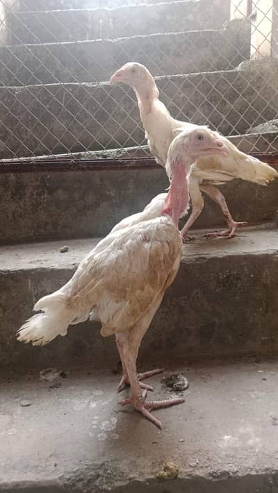 Paper White Heera Aseel