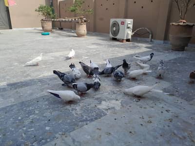 pigeon/ kaboter