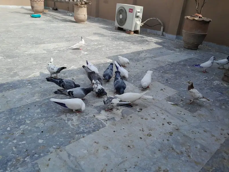 pigeon/ kaboter — photo 2