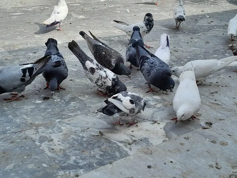 pigeon/ kaboter — photo 3
