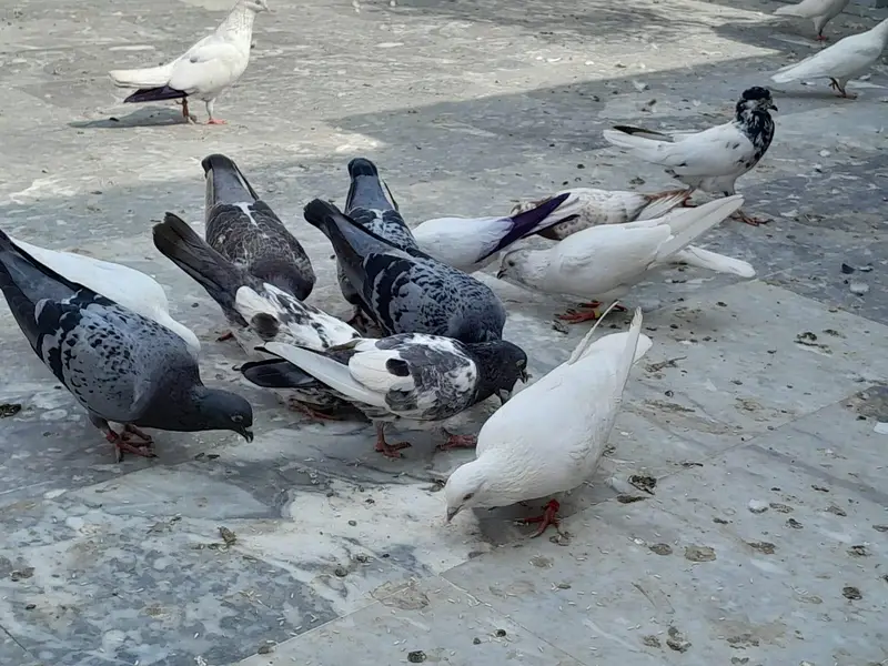 pigeon/ kaboter — photo 4