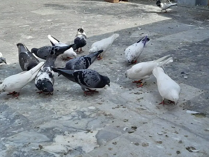 pigeon/ kaboter — photo 5