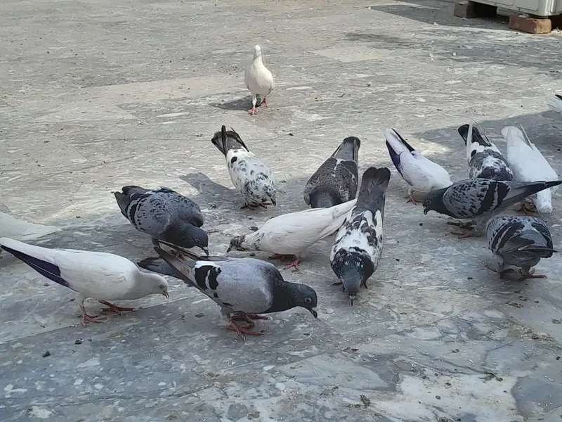 pigeon/ kaboter — photo 6