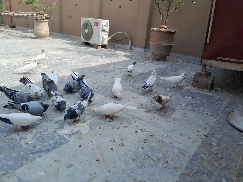 pigeon/ kaboter — photo 7