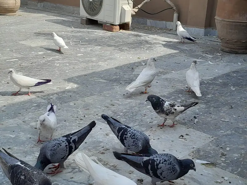 pigeon/ kaboter — photo 8