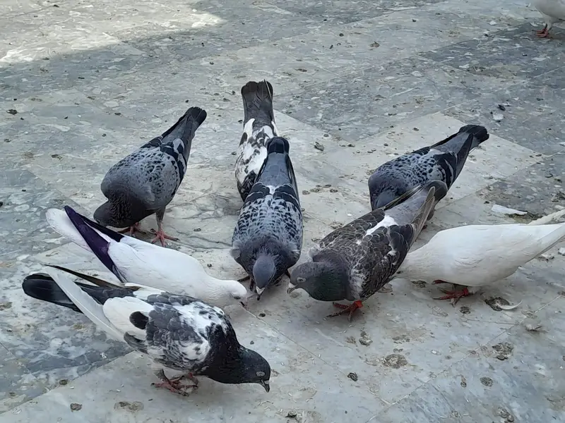 pigeon/ kaboter — photo 9