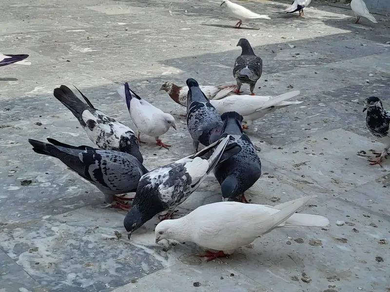 pigeon/ kaboter — photo 10